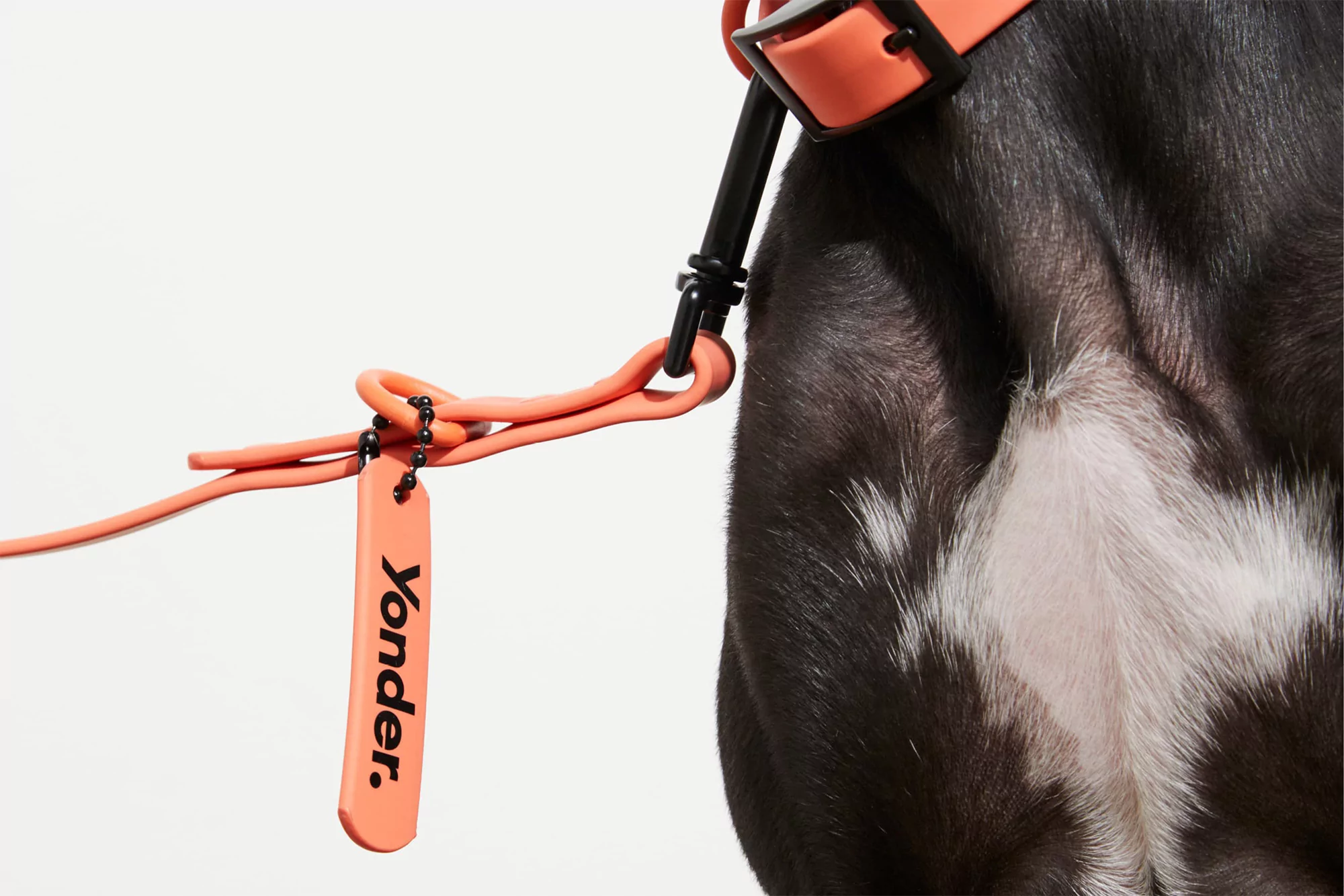 Never Now creates a charming, cordial and considered identity for dog accessories brand Yonder